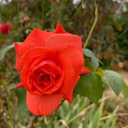 Au Fleuri *